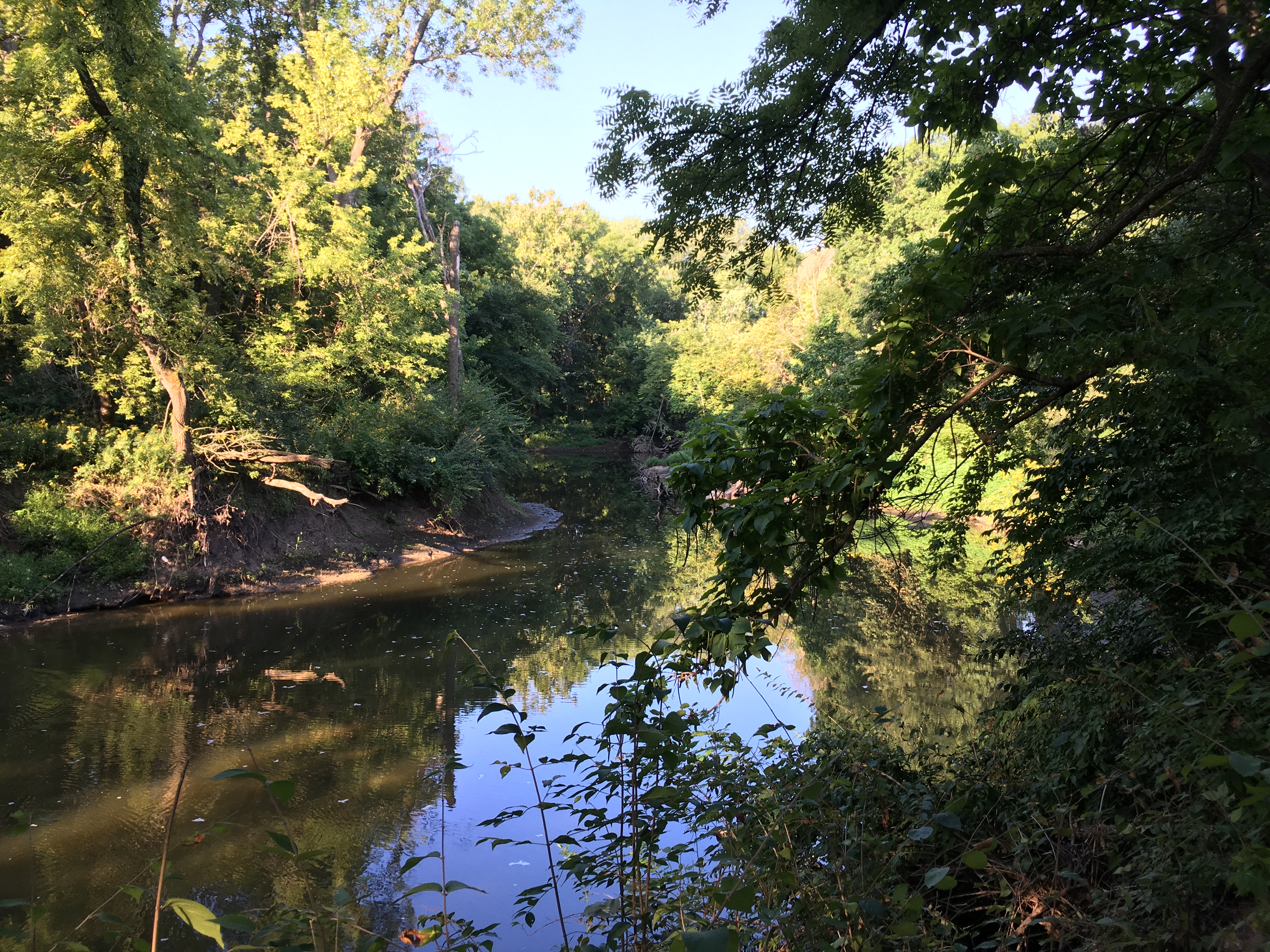 Sunlight filtering through trees along a calm forest creek with reflections on the water.